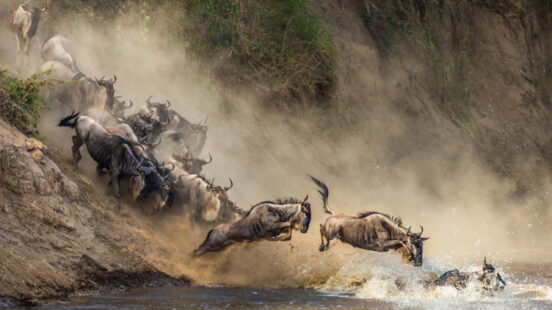 A herd of wildebeests crashing through the waters of the Mara River, between Tanzania and Kenya, during the Great Migration.