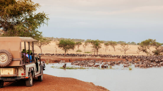 African Tanzania Safari trip wildlife watch tour - Herd of African wildebeest in golden grass meadow near river of Serengeti Grumeti reserve Savanna forest in evening during great migration