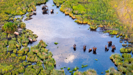 Aerial view of wildlife congregating in Botswanax27;s Delta Okavango