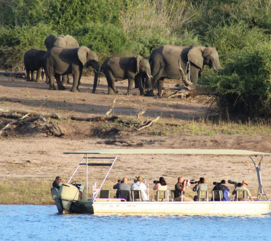 Observing elephants in Hwange National Park
