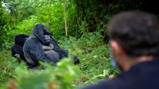 Back of a touristx27;s head looking at mountain gorilla in RwandaBack of a touristx27;s head looking at mountain gorilla in Rwanda