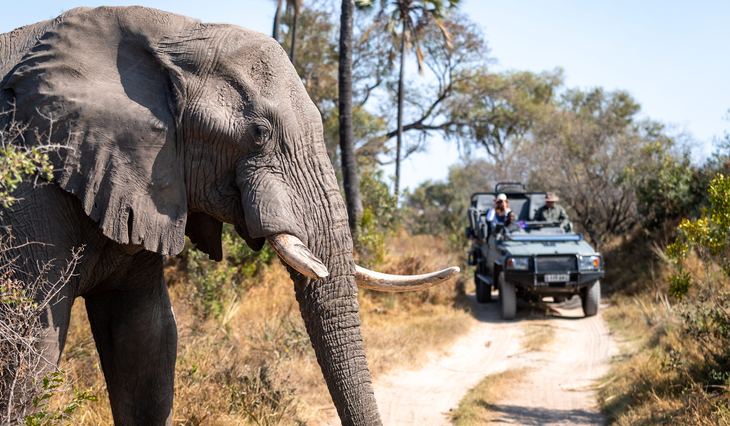 Close-up of an elephant's head and tusk on the left, with a safari jeep driving on a dirt road on the right. luxury wildlife and safari tours
