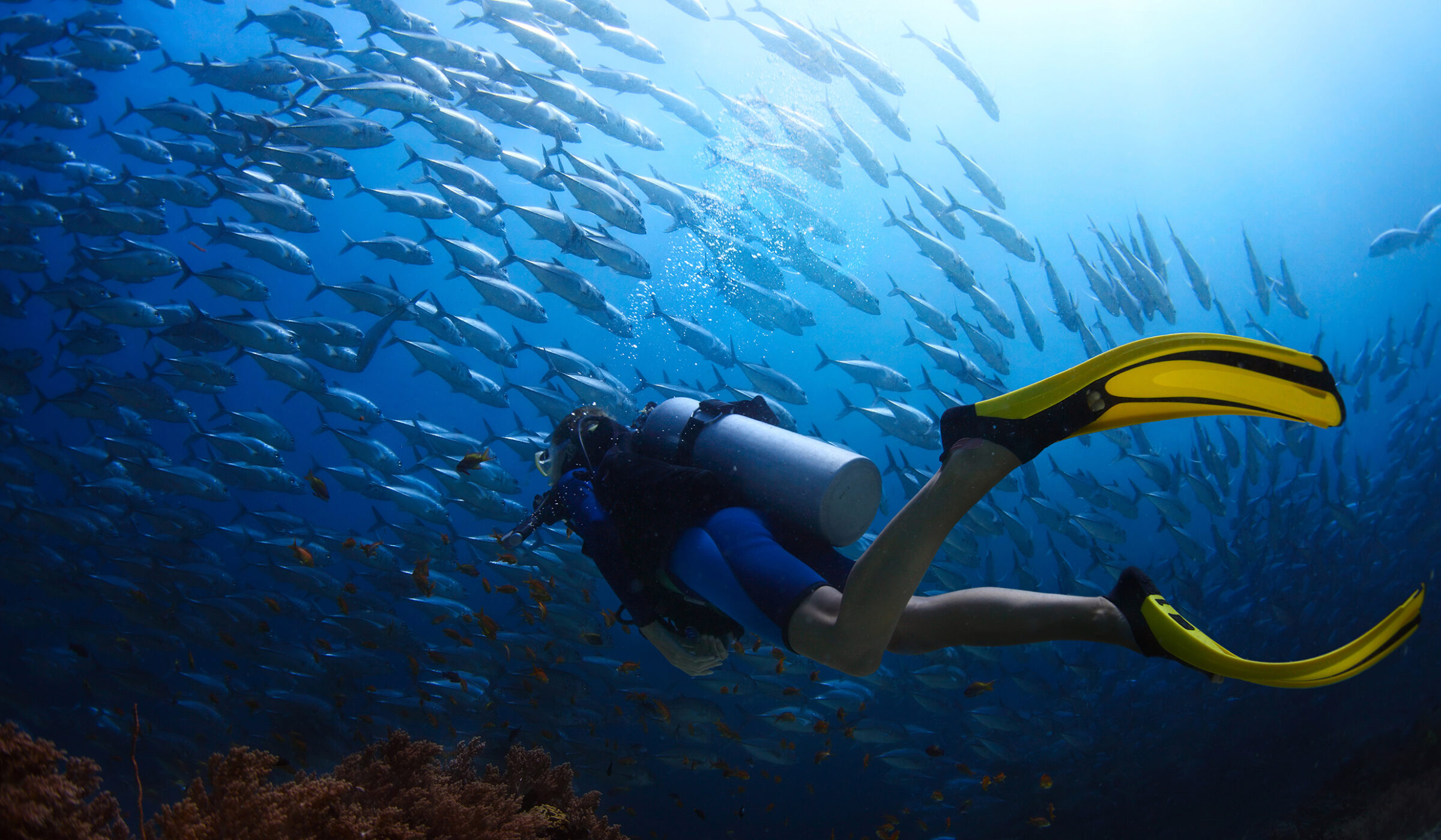 Scuba diver with yellow fins swimming through a school of fish during luxury adventure holidays.