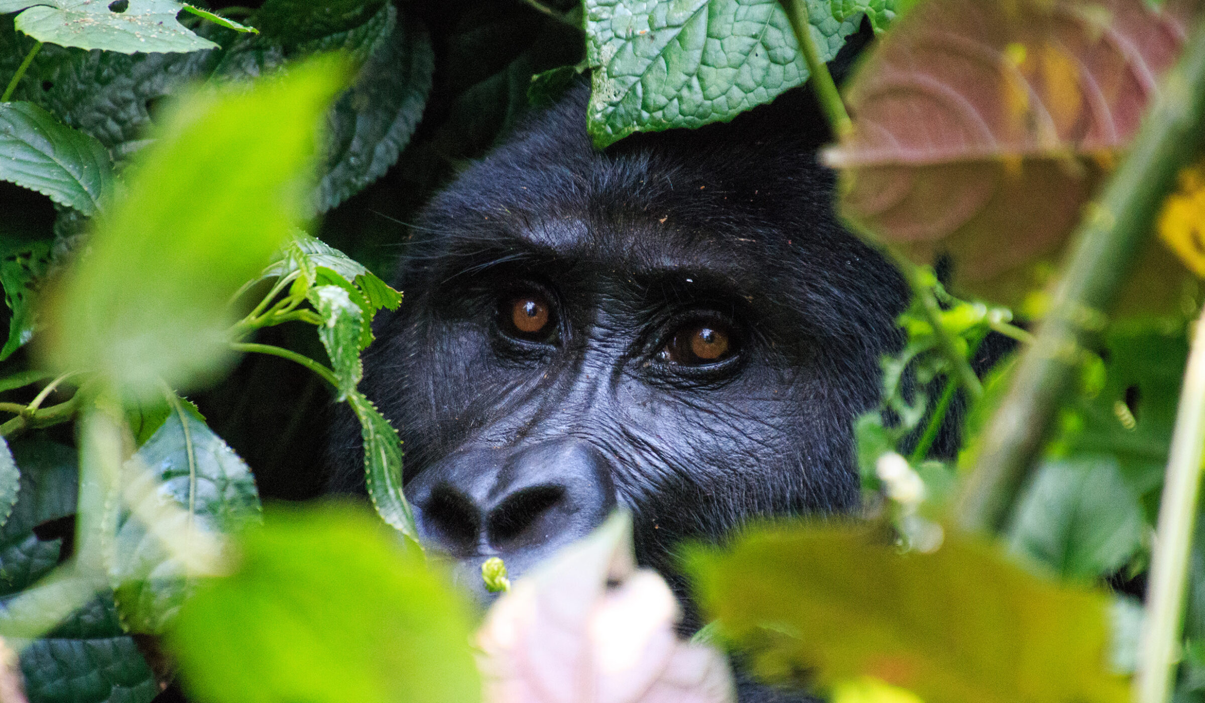 A gorilla's face visible through green leaves during positive impact tours.