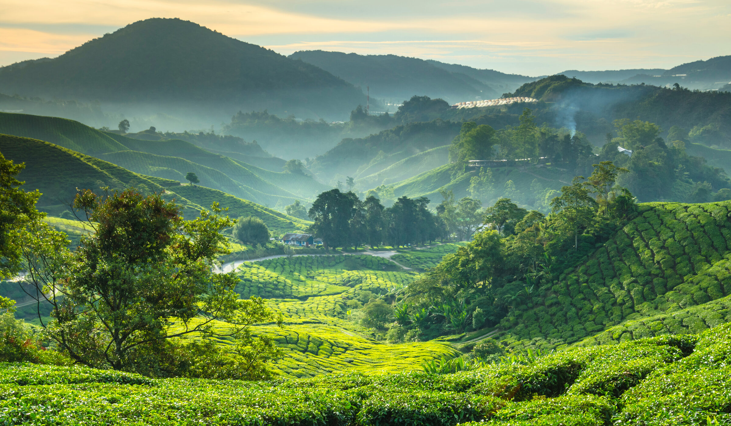 Lush terraced hillside landscape with mist and scattered dwellings for luxury grand tours.