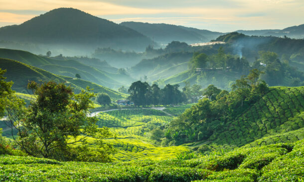 Lush terraced hillside landscape with mist and scattered dwellings for luxury grand tours.
