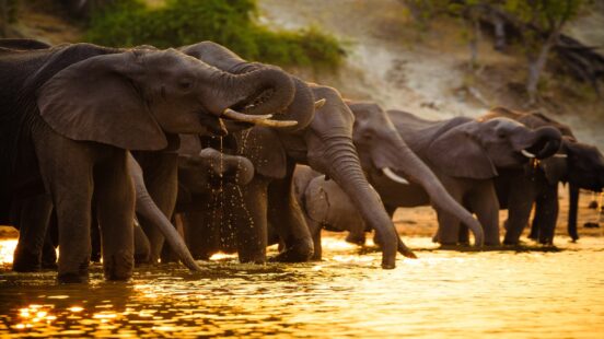 Elephants in Chobe National Park