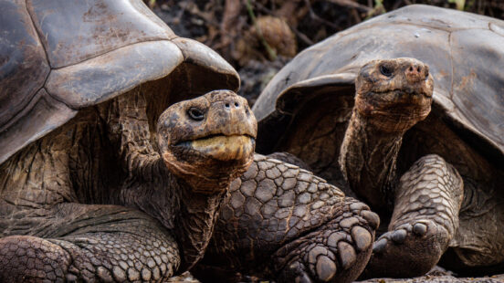 A pair of giant tortoises in the Galapagos, Ecuador