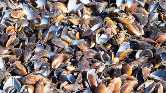 Close-up view of a large pile of empty blue and brown mussel shells.