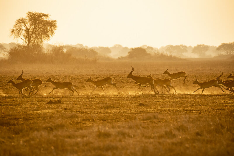 Herd of lechwe running through a field at sunrise on luxury Zambia vacations.