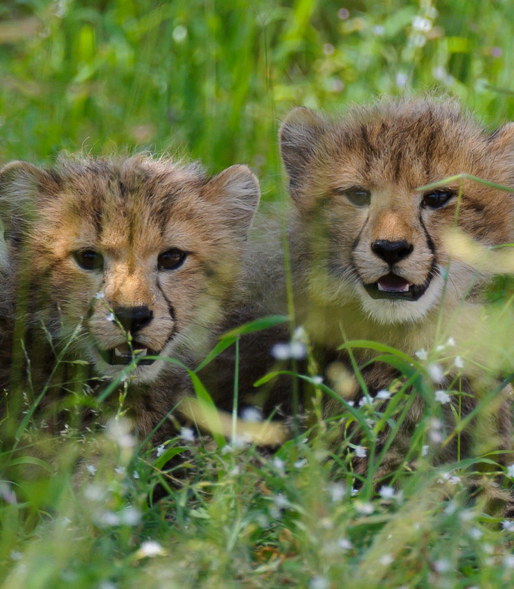 Luxury Botswana Tours - Two baby cheetahs looking at the camera in long green grass