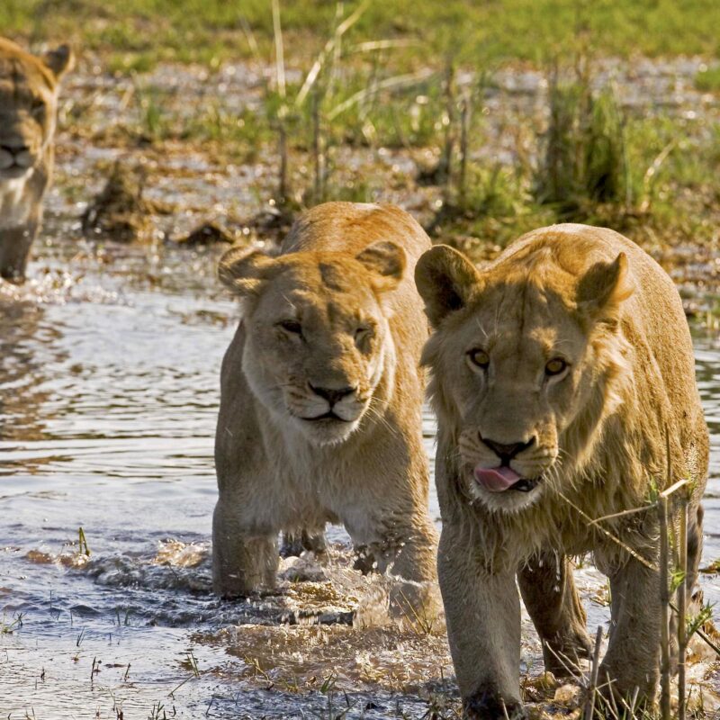 Luxury Botswana Tours - Two lionesses walking through water