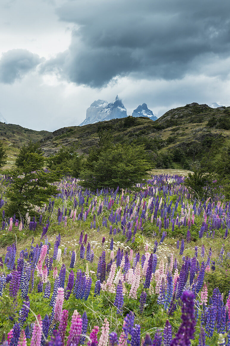 A field of purple flowers in front of large mountain peaks on luxury Chile vacations.