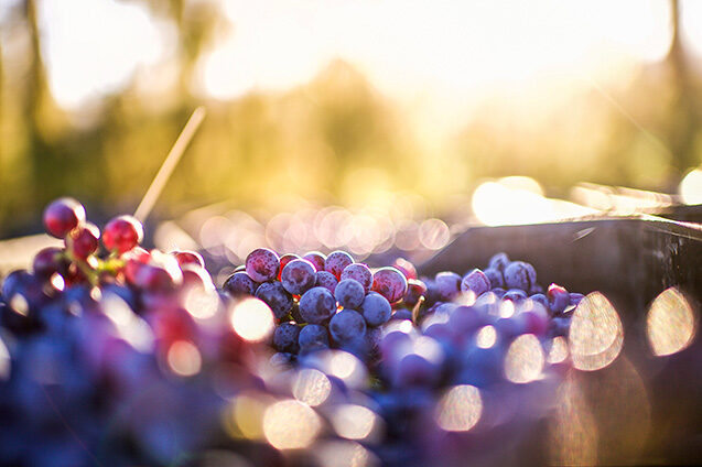 Chile – Wine Region general pics 808184074 Food & Beverage, Nature, Outdoor, grenasch noir, Accessories, Accessory, Bead, Sphere Chile – Wine Region general pics