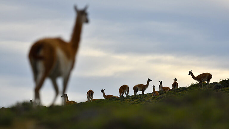 Several guanacos standing on a green hill against a cloudy sky on luxury Chile trips.