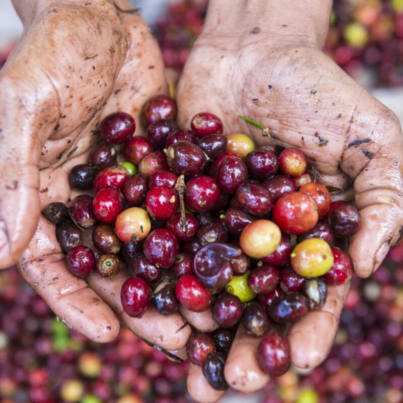 Luxury Costa Rica tours - Hands holding fresh coffee crop