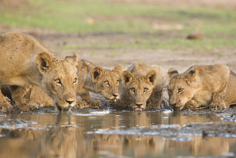 A lioness and four lion cubs drinking together from a shallow, muddy puddle on the ground in a natural habitat.