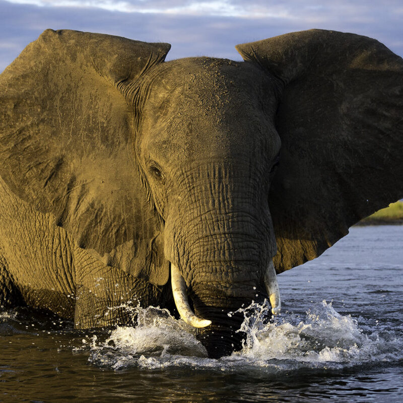 A large elephant wading in a river with its face and tusks visible as water splashes around its lower trunk.