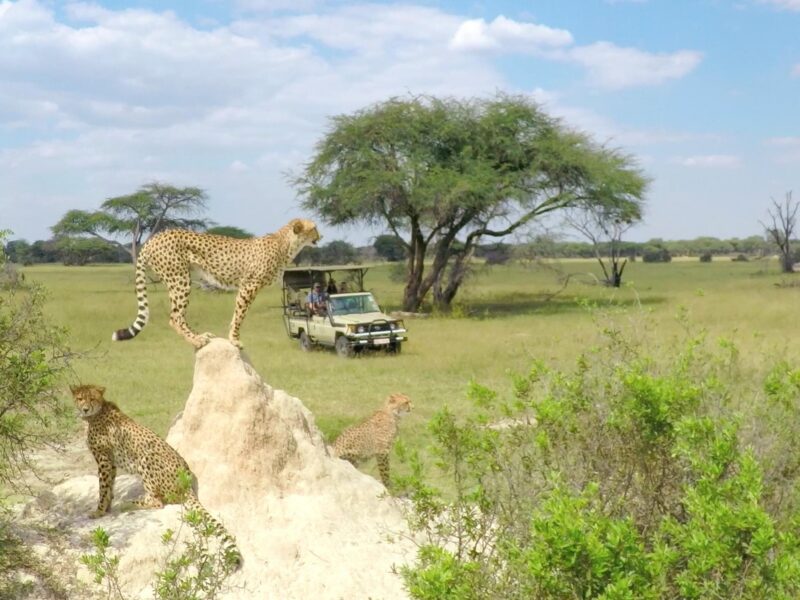 Three cheetahs on or near a white mound in the grass, watching a distant safari jeep in the savanna.