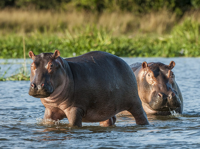 Two hippopotamuses standing partially submerged in the water with tall green grass in the background.
