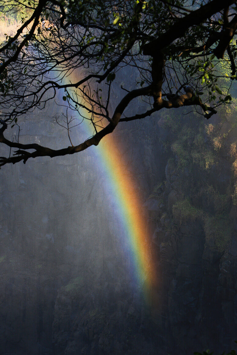 A bright rainbow spans the mist of a gorge, viewed from above through the dark silhouette of tree branches.