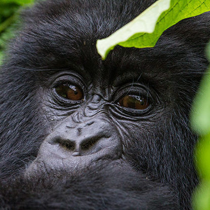 Extreme close-up of a Mountain Gorilla's face and eyes, partially concealed by green leaves. See this with luxury Rwanda tours.