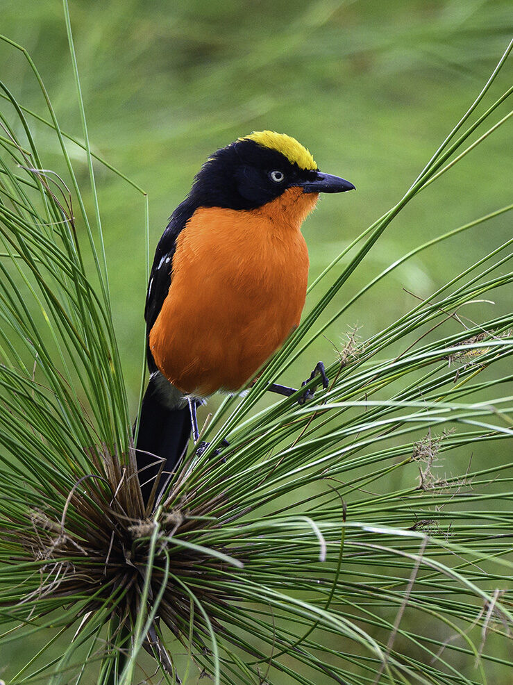 Close-up of a brightly colored bird with a yellow crown, black cap, and orange breast on green reeds. See this on luxury Rwanda safaris.