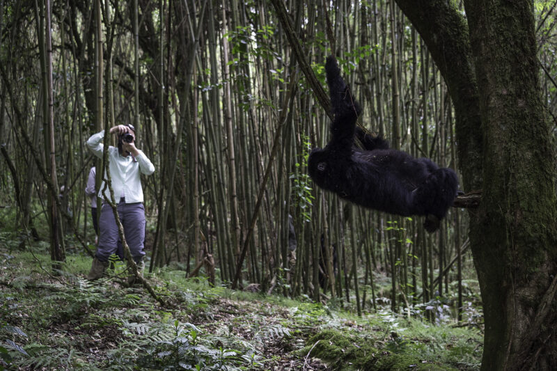 Tourist taking a photograph of a gorilla hanging from a branch in a dense bamboo forest. Enjoy a luxury Rwanda Gorilla Trekking trip.