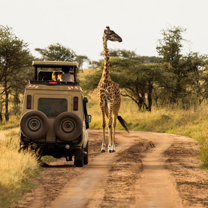 Luxury Tanzania Safaris and Tours - Safari vehicle observing a giraffe walking along the dusty tracks during a sunset safari in the Serengeti National Park, Tanzania