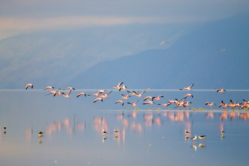 Luxury Tanzania Safaris and Tours - Flock of pink flamingos taking flight from Lake Manyara, Tanzania