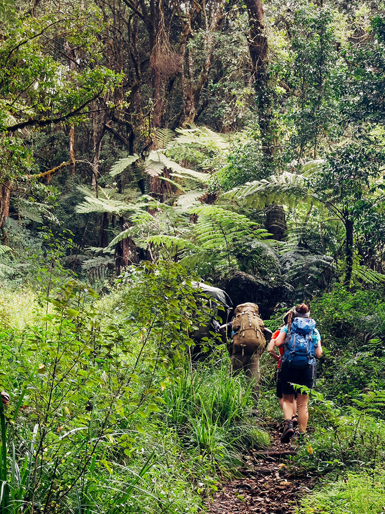 Luxury Tanzania Safaris and Tours - Backpackers entering a deep jungle while hiking the Umbwe route in the forest to Kilimanjaro Mountain, Tanzania