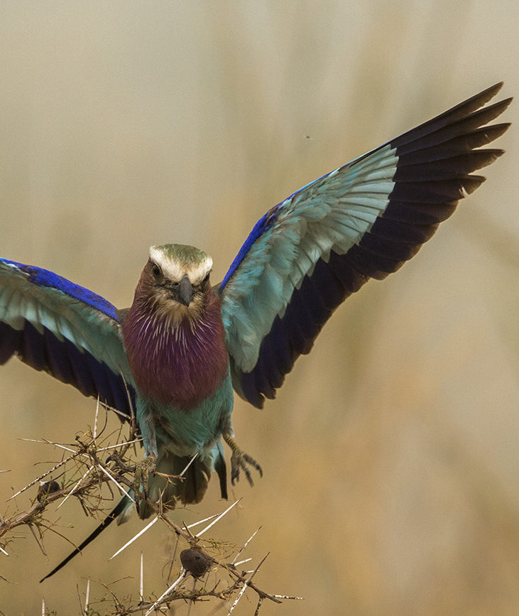 Luxury Tanzania Safaris and Tours - Lilac-breasted roller bird in flight, Tanzania