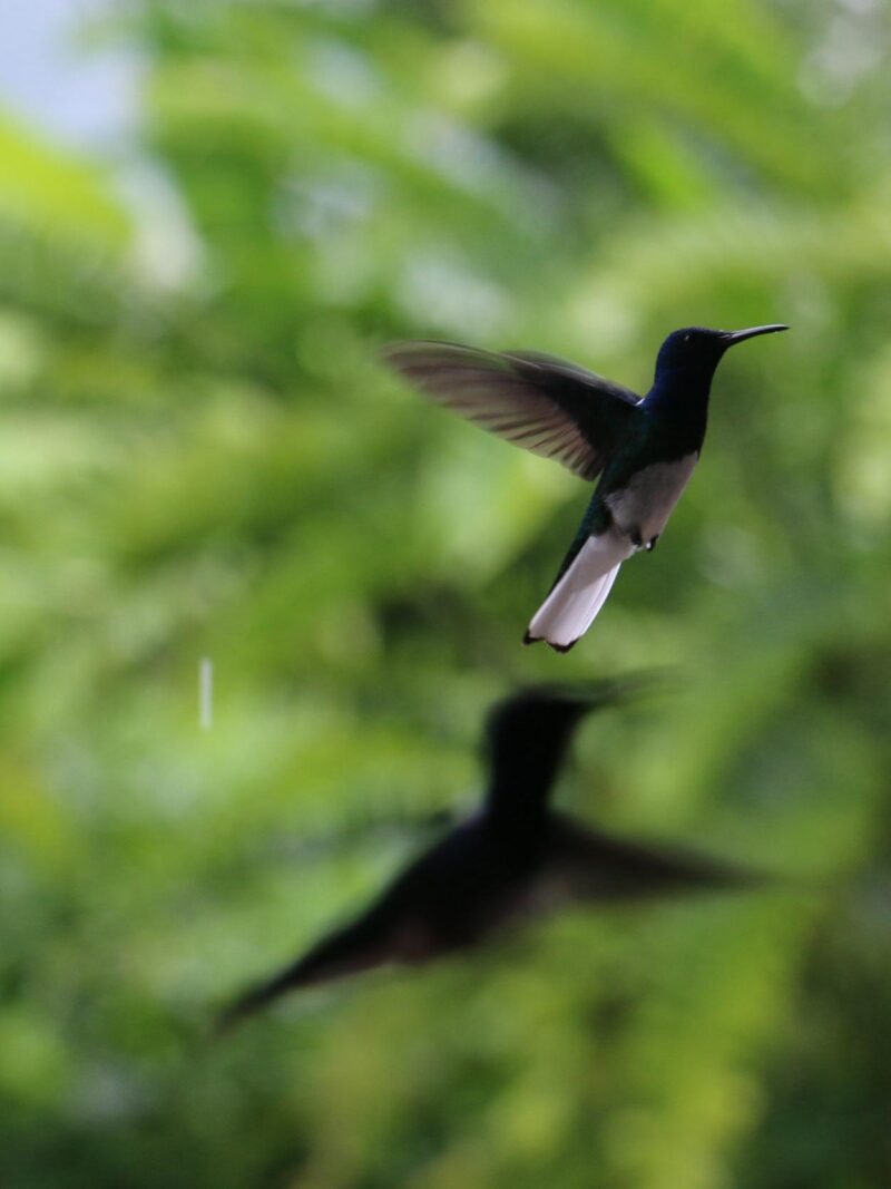 hummingbird hovers in mid-air with a subtle blurred shadow below it, set against a bright, out-of-focus green background during Luxury Colombia Tours.
