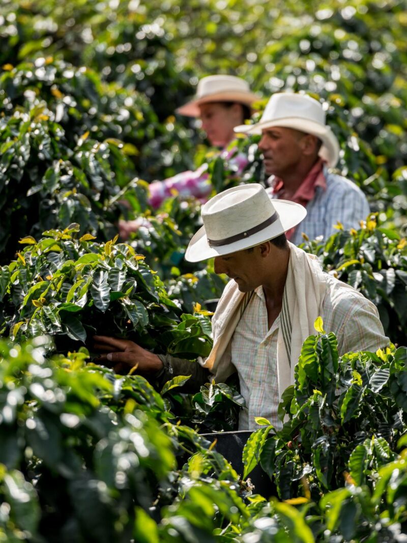 Three workers wearing white brimmed hats picking coffee cherries from dense, green coffee plants on a plantation during Luxury Colombia Trips.