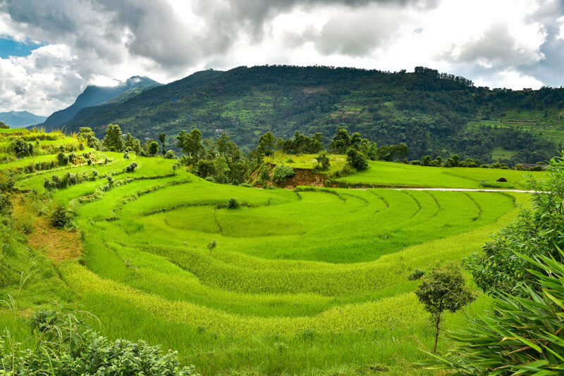 Rice terraces in countryside in Nepal field, terraces, rice, green, nepal, asia, asian, view, landscape, nature, natural, outdoor, scene, scenic, scenery, beautiful, mountains, hill, grass, valley, country, countryside, land, agriculture, mountain, sky, farm, meadow, summer, rural, tree, plantation, tea, terrace, travel, blue Rice terraces in countryside in Nepal field, terraces, rice, green, nepal, asia, asian, view, landscape, nature, natural, outdoor, scene, scenic, scenery, beautiful, mountains, hill, grass, valley, country, countryside, land, agriculture, mountain, sky, farm, meadow, summer, rural, tree, plantation, tea, terrace, travel, blue, Countryside, Field, Grassland, Nature, Outdoors, Paddy Field Rice terraces in countryside in Nepal.field, terraces, rice, green, nepal, asia, asian, view, landscape, nature, natural, outdoor, scene, scenic, scenery, beautiful, mountains, hill, grass, valley, country, countryside, land, agriculture, mountain, sky, farm, meadow, summer, rural, tree, plantation, tea, terrace, travel, blue