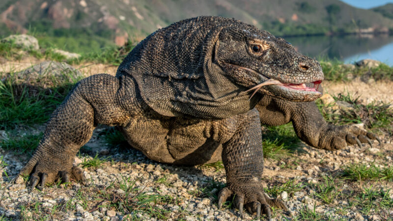 A powerful Komodo dragon walks over pebbles and grass near a coastline under a clear blue sky.