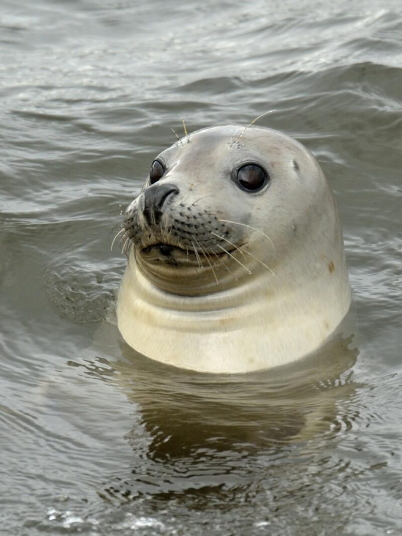A grey harbor seal's head pops out of the dark, rippling water, staring forward, suggesting luxury Iceland trips.
