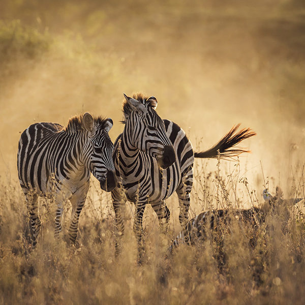 Luxury Kenya Safari Tours - Two zebras standing in a field of tall dry grass during the golden hour with soft sunlight filtering through.