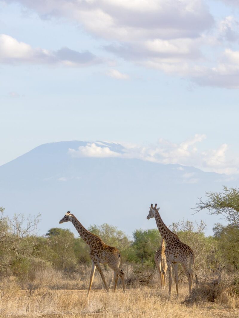 Luxury Kenya Safari Tours - Two giraffes standing in a grassy savanna with a large, distant mountain peak under a cloudy sky.