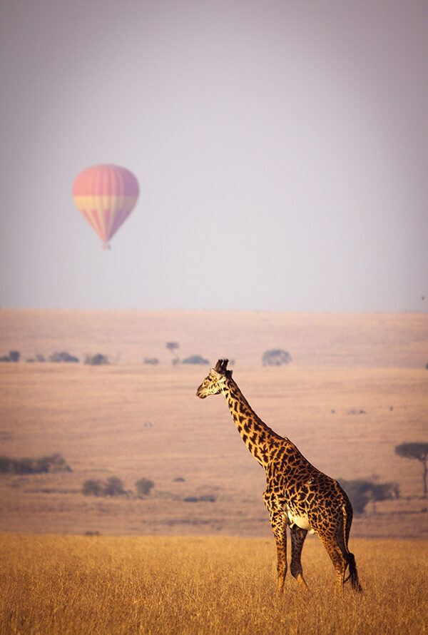 Luxury Kenya Safari Tours - A giraffe standing in golden savanna grass with a hot air balloon blurred in the distance under a pale sky.