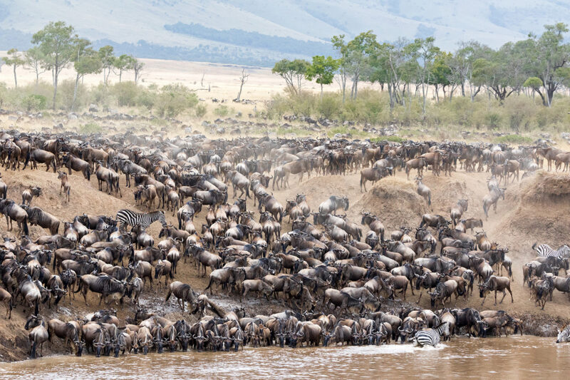 Luxury Kenya Safari Tours - A large herd of wildebeest and several zebras congregating at the edge of a brown river in a hilly landscape.