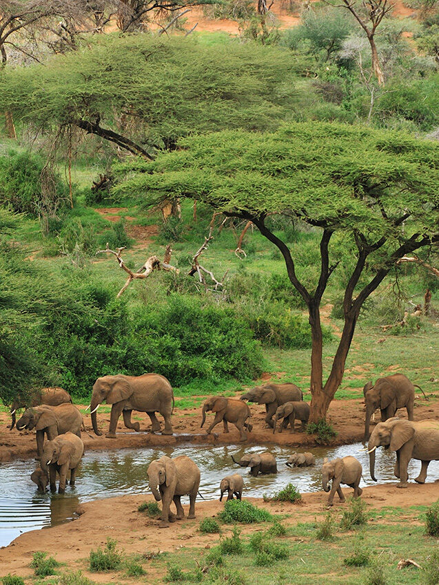 Luxury Kenya Safari Tours - A group of elephants of various sizes walking near and through a small body of water in a green savanna.