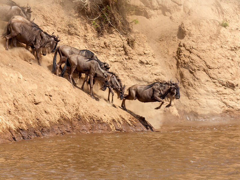 Luxury Kenya Safari Tours - Wildebeests running down a dirt cliff and jumping into a river, kicking up dust in a dramatic action shot.