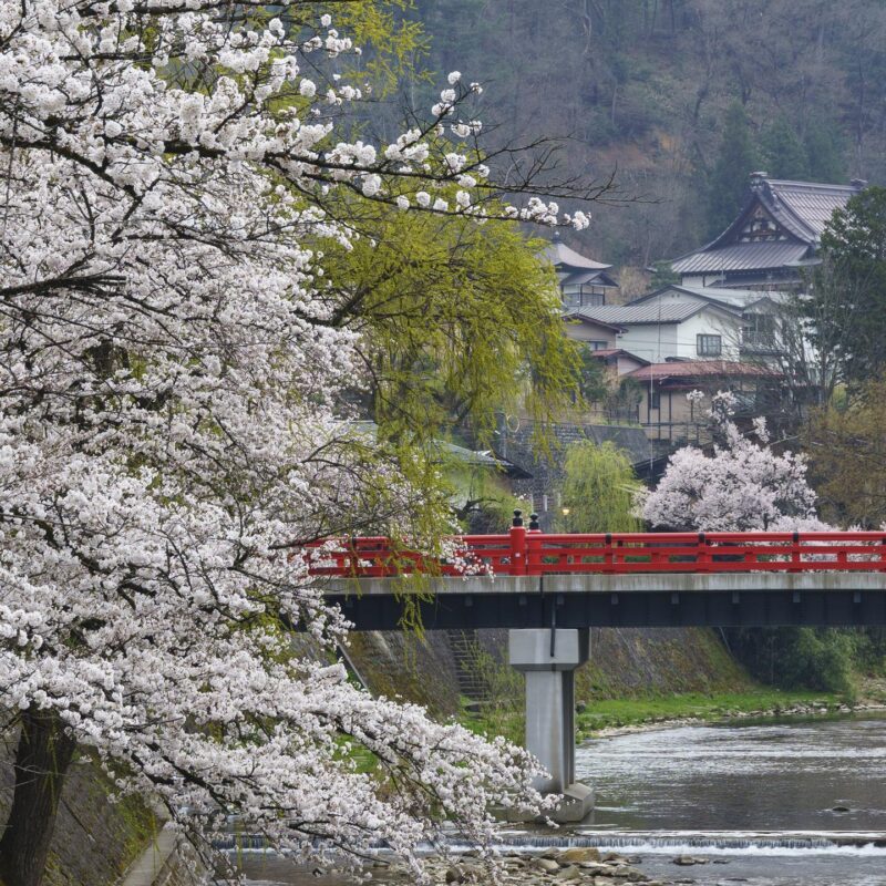 Private Japan Luxury Tours - Cherry blosssoms in full bloom in Takayama, Japan.
