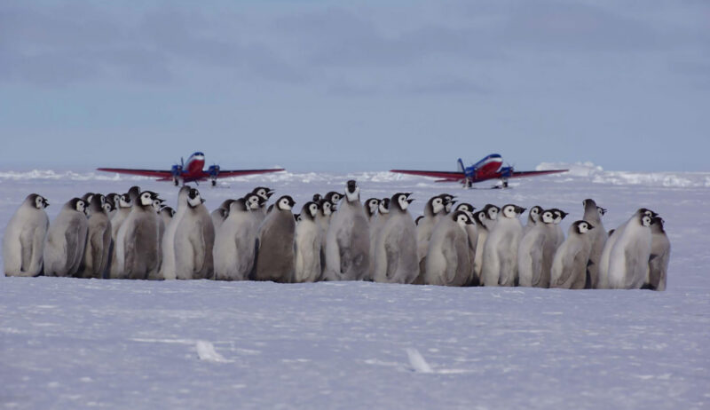 A large group of Emperor penguin chicks stands on the snow with two red and blue propeller airplanes in the background.