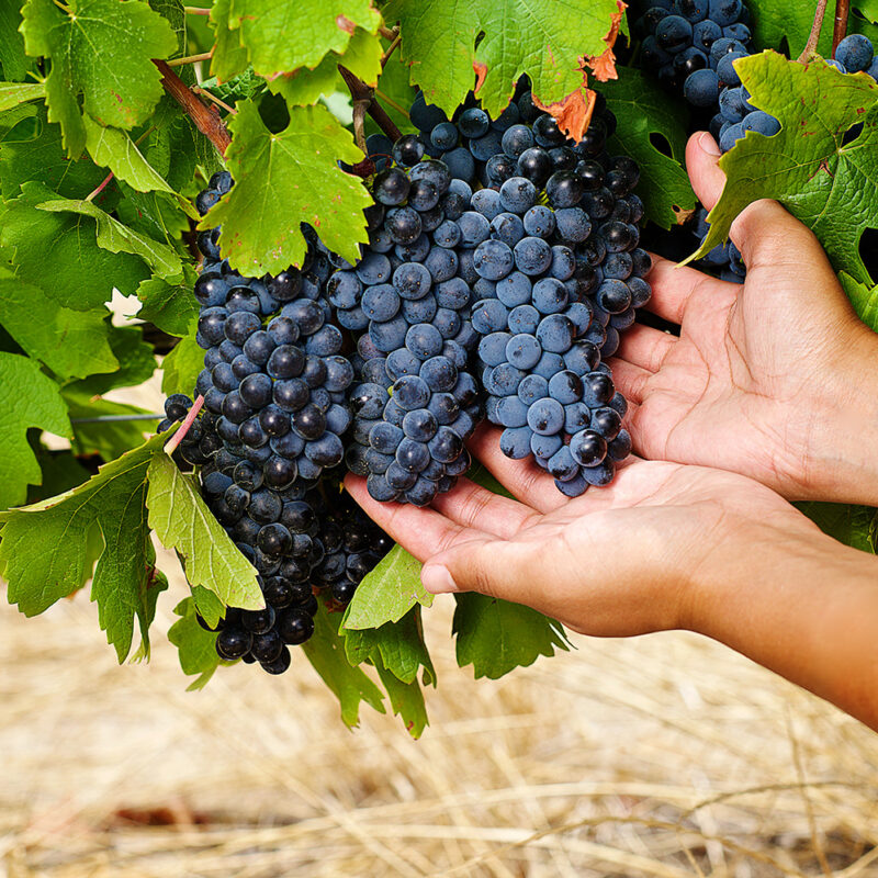 Luxury South Africa Tours - Close-up of hands holding bunches of dark grapes on a vine in a sunlit vineyard.