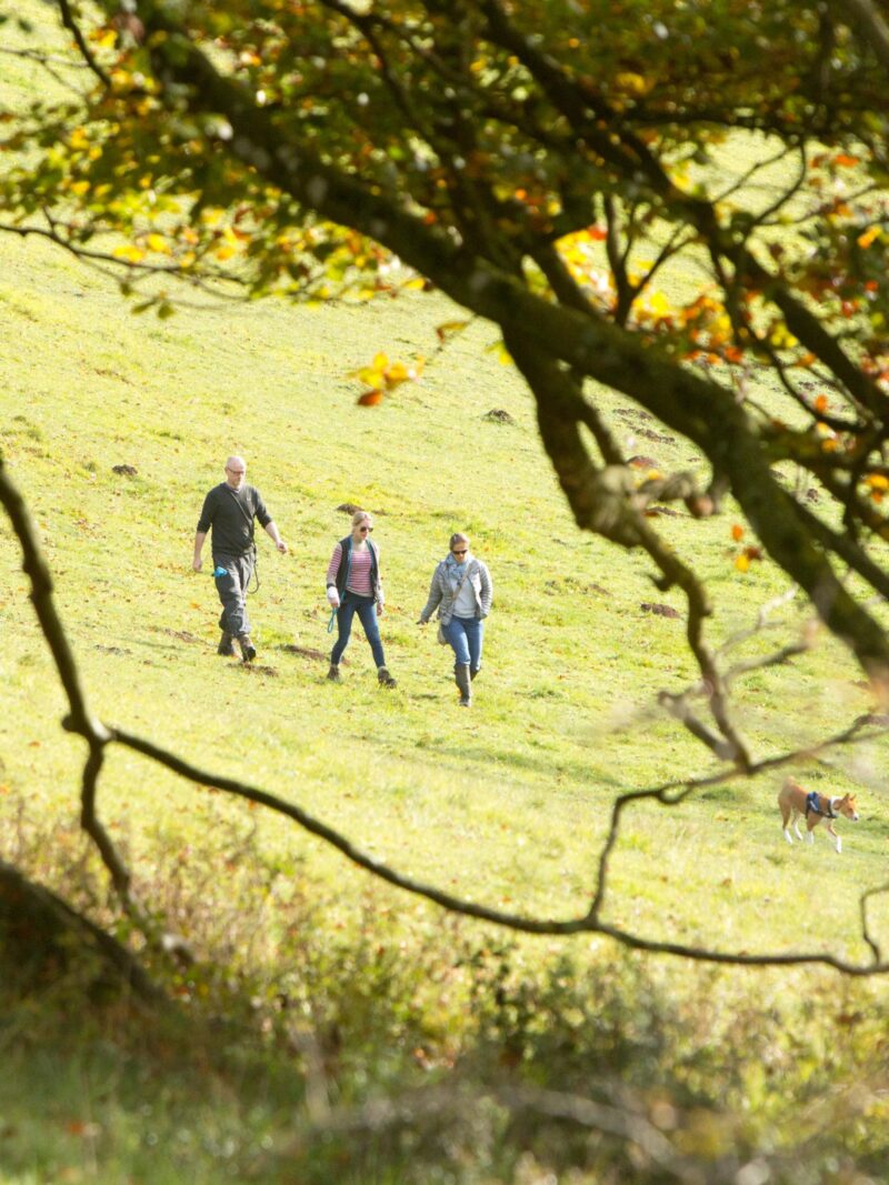 Three people and a small dog hiking down a sunlit, grassy, rolling hill, seen through the foreground of tree branches.