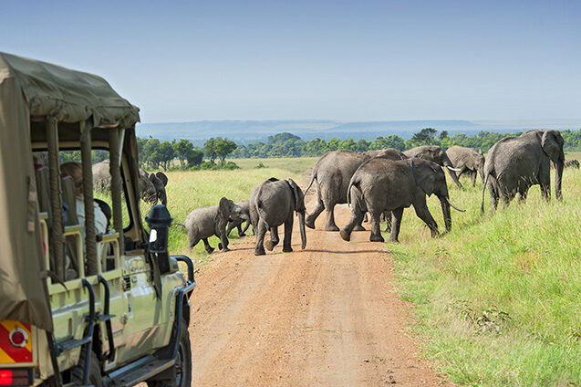 Tourists on a luxury Kenya family safari vehicle observe a herd of elephants crossing a dirt road on the savannah.