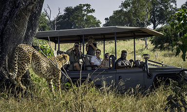 A cheetah stands in tall grass near a safari vehicle filled with people taking photos.