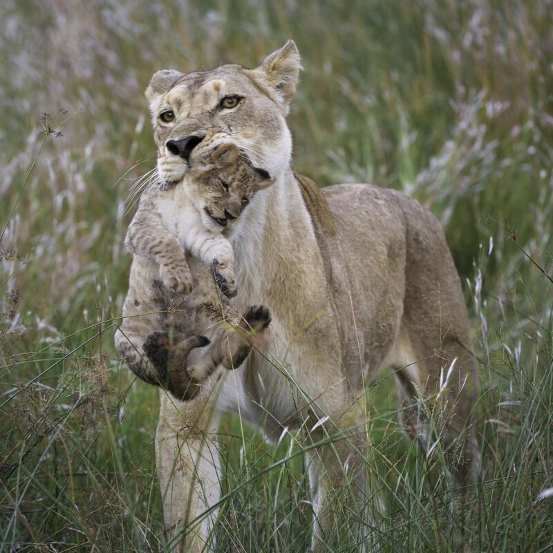 A lioness walking through tall grass while holding a small lion cub in her jaws.